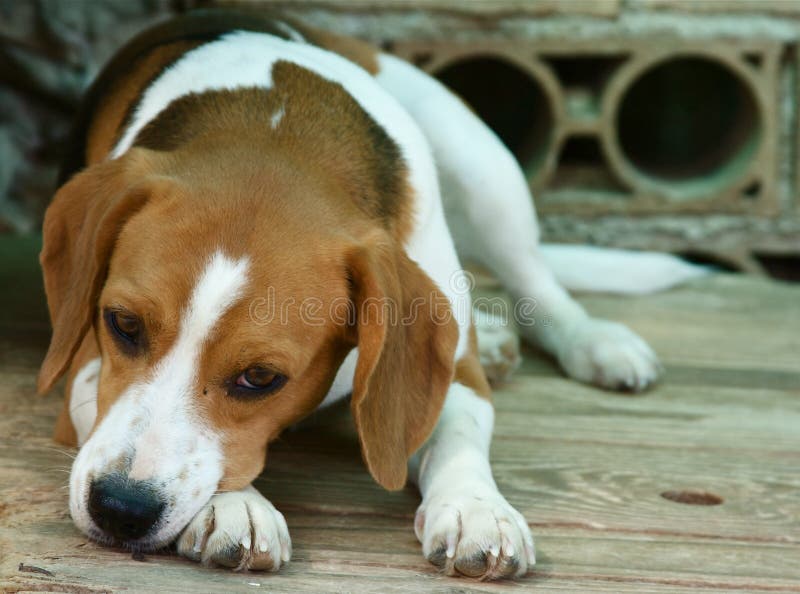 Sad dog, beagle