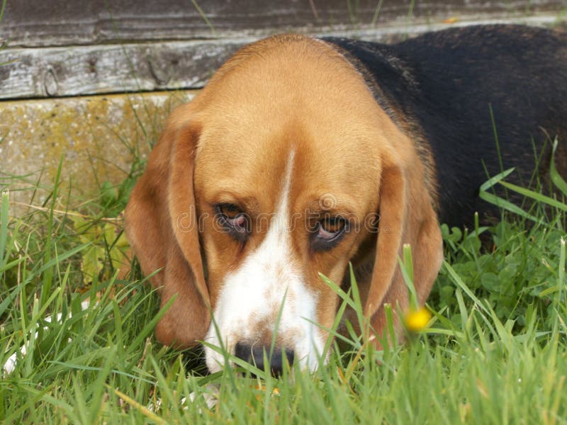 Sad Dog royalty free stock image Sad Dog royalty free stock image