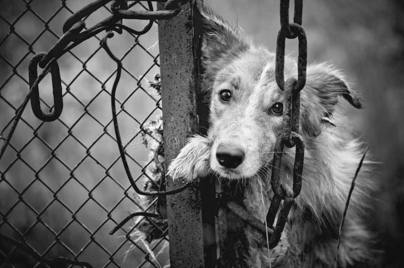 Sad dirty dog black and white on fence. Sad dirty dog black and white on fence