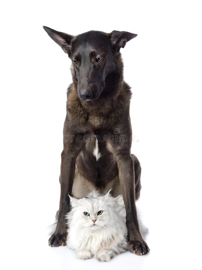 2,257 Cat Dog Sad Stock Photos Free & RoyaltyFree Stock Photos from