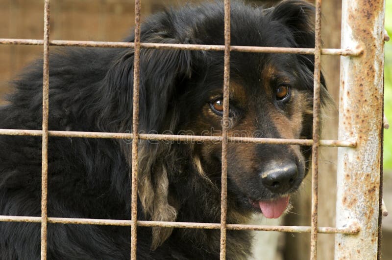 Sad dog in kennel stock photo. Image of copy, domestic 47217712