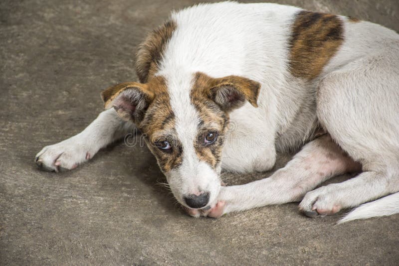 Sad dog Lie flat stock photo. Image of alone, brown 120537842
