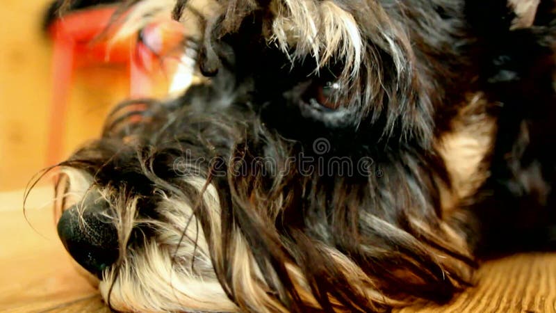 muzzle for miniature schnauzer