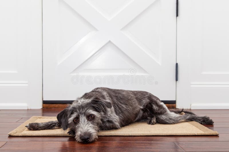 Sad Dog Waiting For Owner royalty free stock photos Sad Dog Waiting For Owner royalty free stock photos