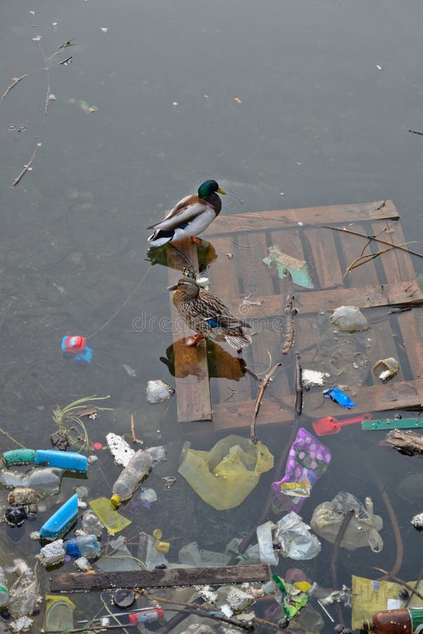 Sad ducks stock photo. Image of water, mallard, litter 92563384