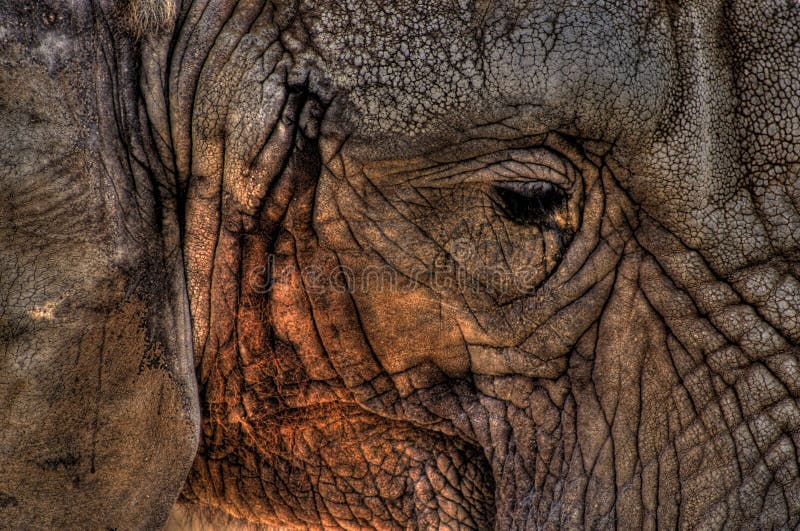 Sad Elephant Stock Photo Image 10621050