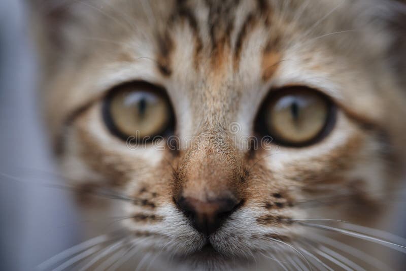 Sad face of a little gray kitten close up