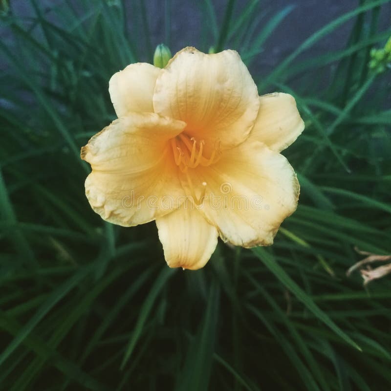 17,812 Sad Flower Photos Free & RoyaltyFree Stock Photos from Dreamstime