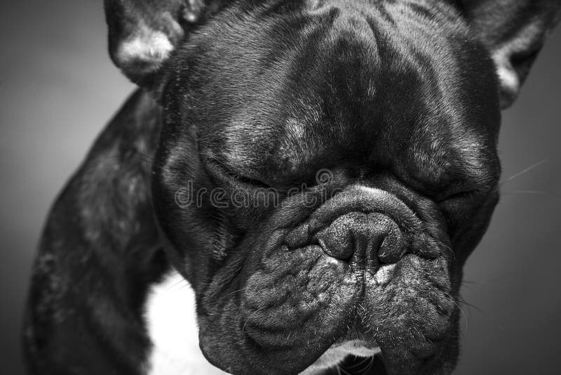 Sad french bulldog