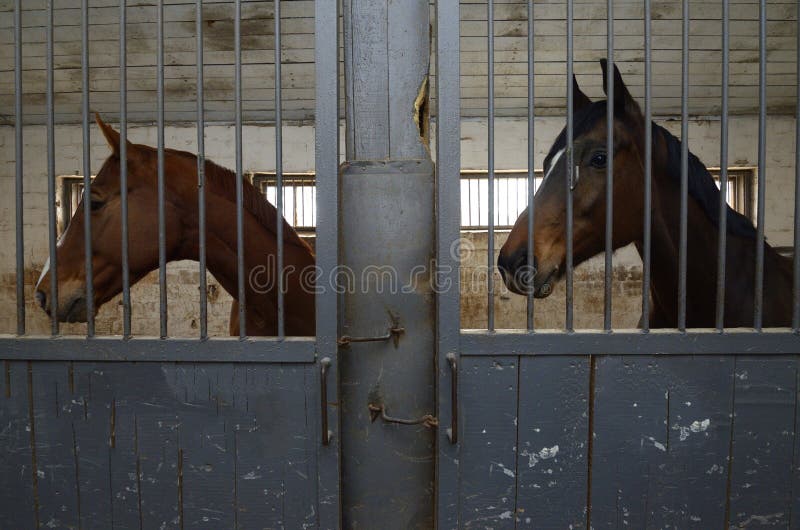 Sad Horses Standing in a Box Stall Behind Bars Stock Photo Image of