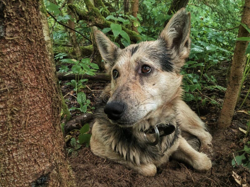 SAD hund royaltyfri bild SAD hund royaltyfri bild