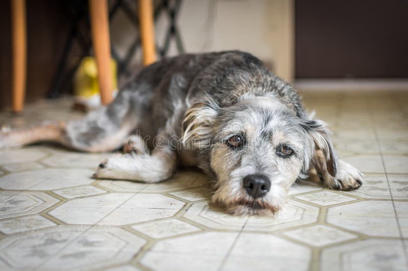 A sad-looking dog lying on the kitchen floor. A sad-looking dog lying on the kitchen floor.