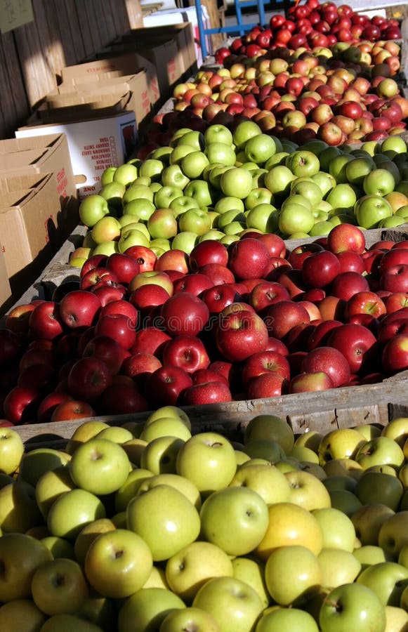 Apples in bins at an apple orchard. Apples in bins at an apple orchard.