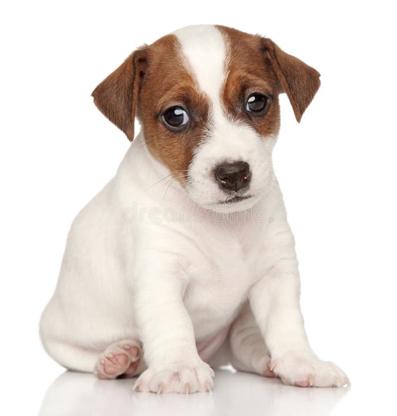 Jack Russel On White Background Stock Image - Image Of Russell, Studio:  30084189