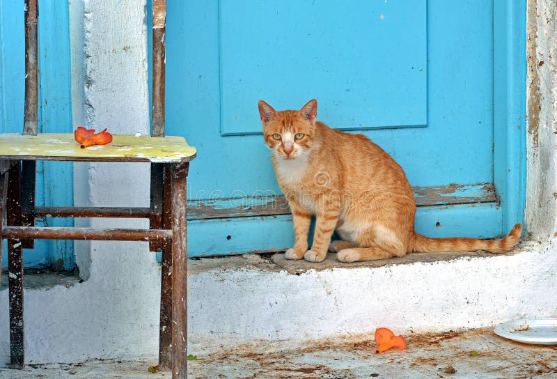 SAD katt arkivbilder SAD katt arkivbilder