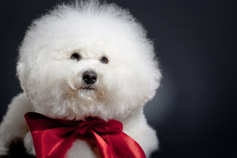 Sad little bichon frise