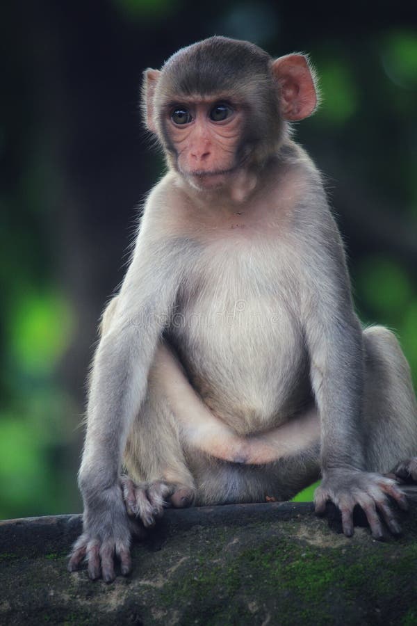 201 Albino Monkey Stock Photos, High-Res Pictures, and Images - Getty Images