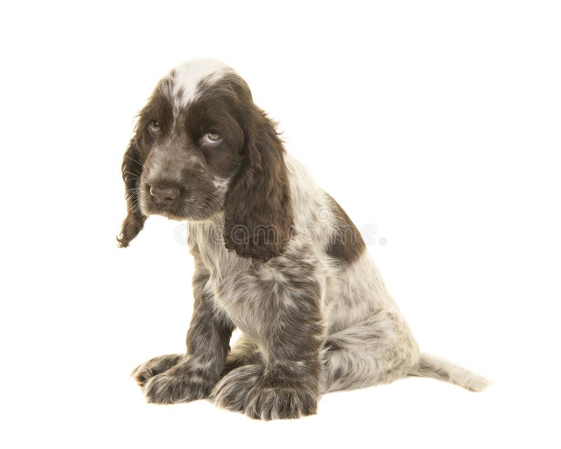 Sad looking cocker spaniel puppy dog