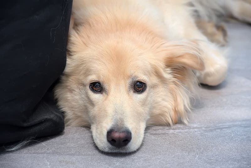 Sad Looking Lying on the Floor Beige Fluffy Dog Halfbreed Stock Photo
