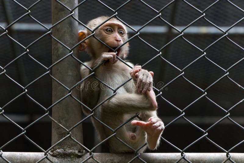Sad monkey in cage stock image. Image of expression, head 32891143