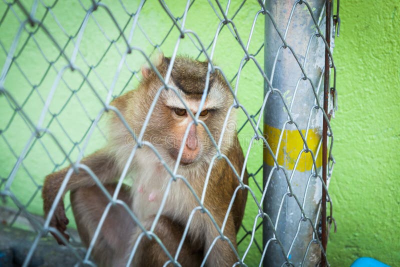 Sad Monkey in a Cage at the Zoo. Stock Photo Image of expressive