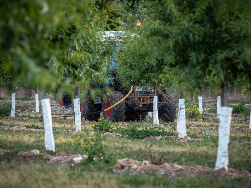 Sad młode brzoskwinie w wiośnie z ciągnikiem robi rolniczej pracie fotografia stock Sad młode brzoskwinie w wiośnie z ciągnikiem robi rolniczej pracie fotografia stock