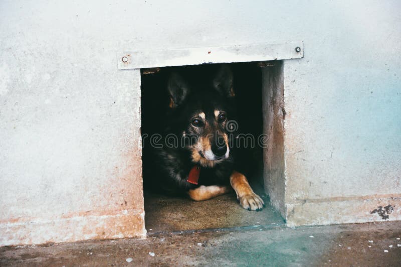 https://thumbs.dreamstime.com/b/sad-old-dog-lying-animal-shelter-adoption-pets-sad-animals-concept-old-dog-lying-dirty-concrete-doghouse-animal-shelter-121561424.jpg
