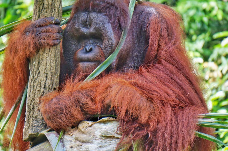  Orangutan  At The Singapore Zoo Stock Image Image of 