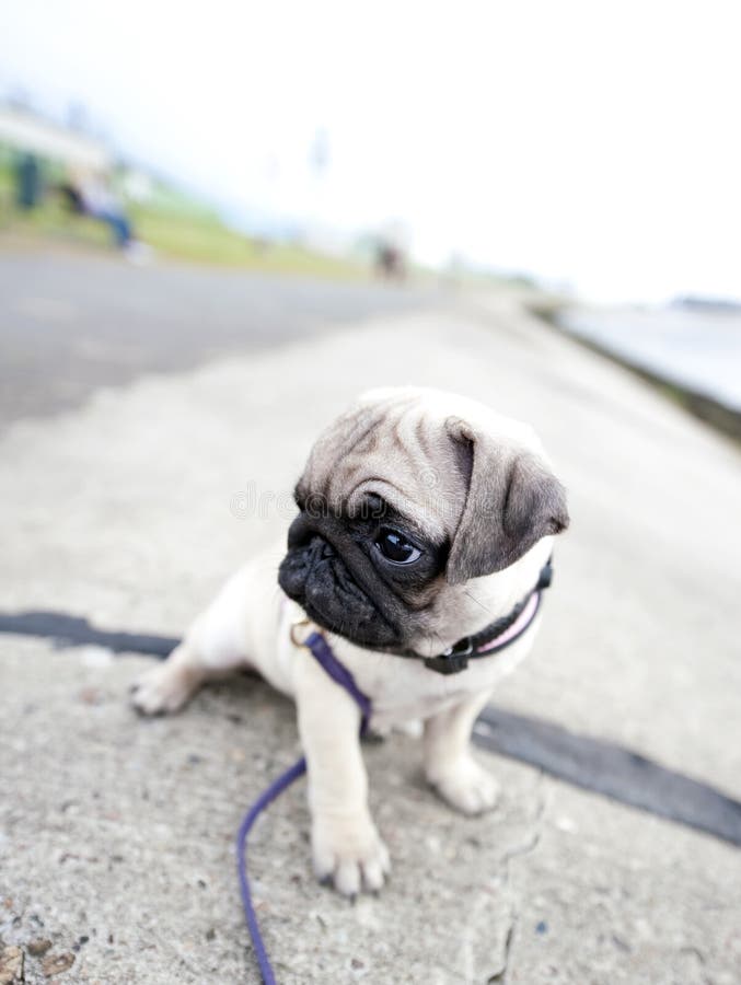 Sad pug puppy