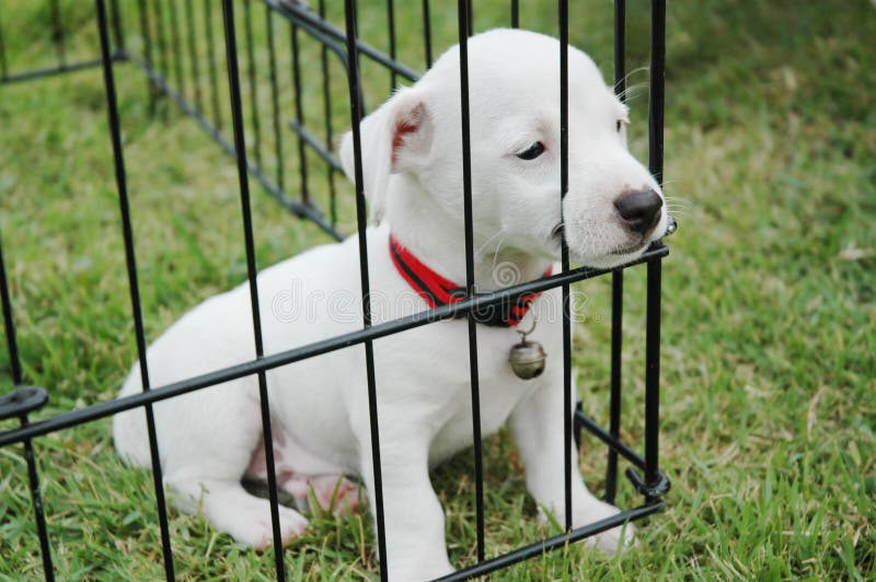 6,351 Sad Puppy Cage Stock Photos Free & RoyaltyFree Stock Photos