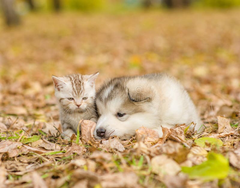 Sad puppy lying with cute kitten in autumn park