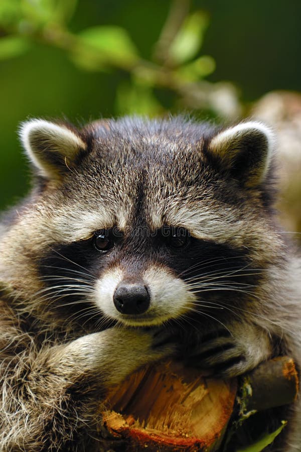 Sad raccoon stock image. Image of lotor, funny, raccoon 15883311