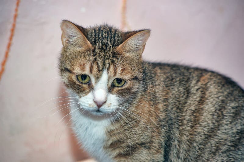 Sad Striped with White Brown Cat Stock Image - Image of kitty, cute:  207050305