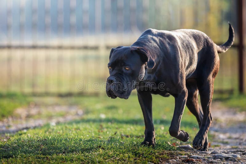 Sad svart hund åker hem arkivfoto Sad svart hund åker hem arkivfoto