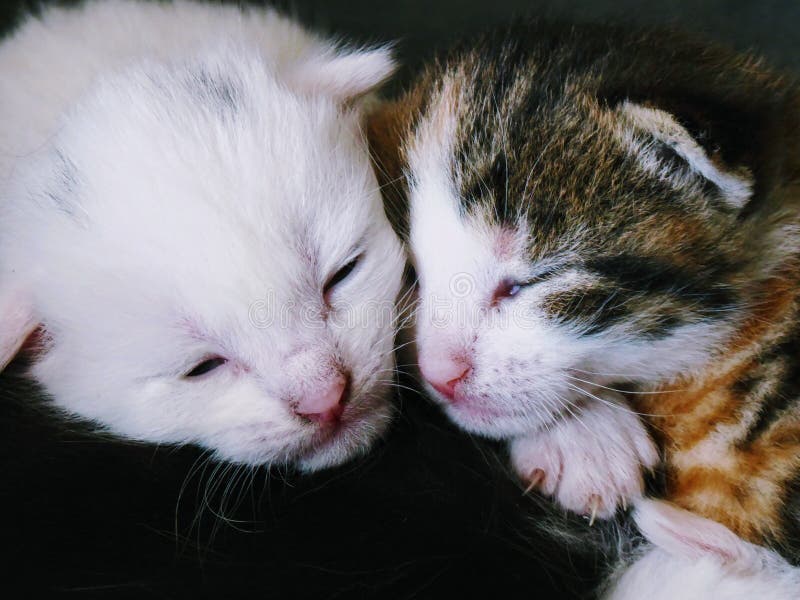 Sad White and Brown Kitten Sleeping Deep. Stock Image Image of
