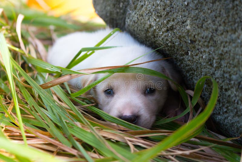 Sad White Puppy Lying in Grass Near Stone. Cute Small Dog Looking at  Camera. Lovely Baby Dog Close Up. Animal Care and Love Concep Stock Photo -  Image of concep, baby: 141868364