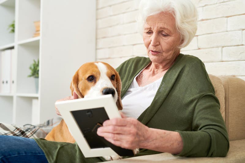 Depressed sad senior woman with gray hair stroking dog lying on her knees and looking at phone while thinking of close person at home. Depressed sad senior woman with gray hair stroking dog lying on her knees and looking at phone while thinking of close person at home