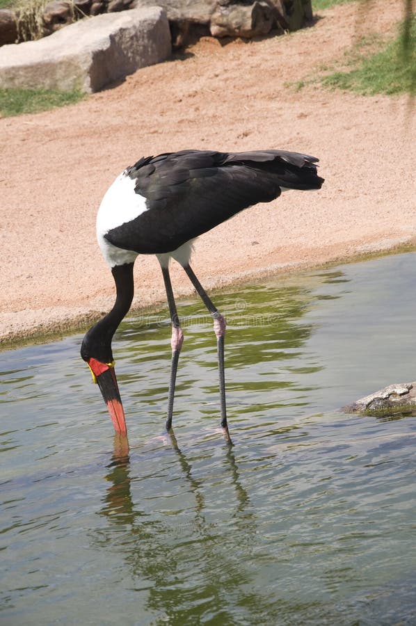 Sella addebitato stelo sta provando sul presa giardino zoologico.