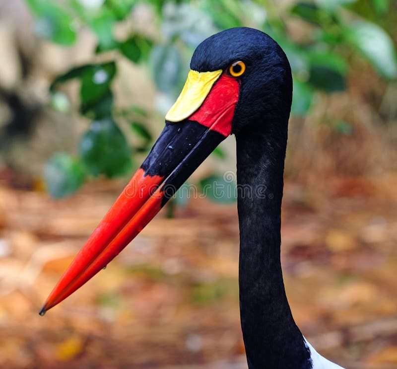 The saddle billed stork is scientifically known as Ephippiorhynchus senegalensis . This huge bird leaves in sub-saharan africa