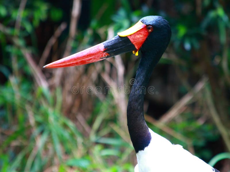 The Saddle-billed Stork (Ephippiorhynchus senegalensis) is a large wading bird in the stork family, Ciconiidae. It is a widespread species which is a resident breeder in sub-Saharan Africa from Sudan, Ethiopia and Kenya south to South Africa, and in The Gambia, Senegal, Côte d'Ivoire and Chad in west Africa. The Saddle-billed Stork (Ephippiorhynchus senegalensis) is a large wading bird in the stork family, Ciconiidae. It is a widespread species which is a resident breeder in sub-Saharan Africa from Sudan, Ethiopia and Kenya south to South Africa, and in The Gambia, Senegal, Côte d'Ivoire and Chad in west Africa.