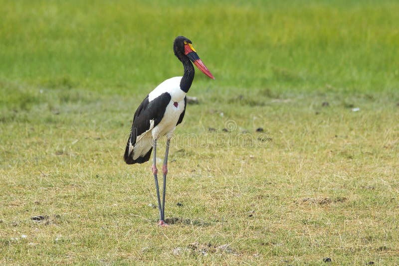 Saddle-billed stork, Ephippiorhynchus senegalensis, in Amboseli National Park in Kenya. royalty free stock photography Saddle-billed stork, Ephippiorhynchus senegalensis, in Amboseli National Park in Kenya. royalty free stock photography