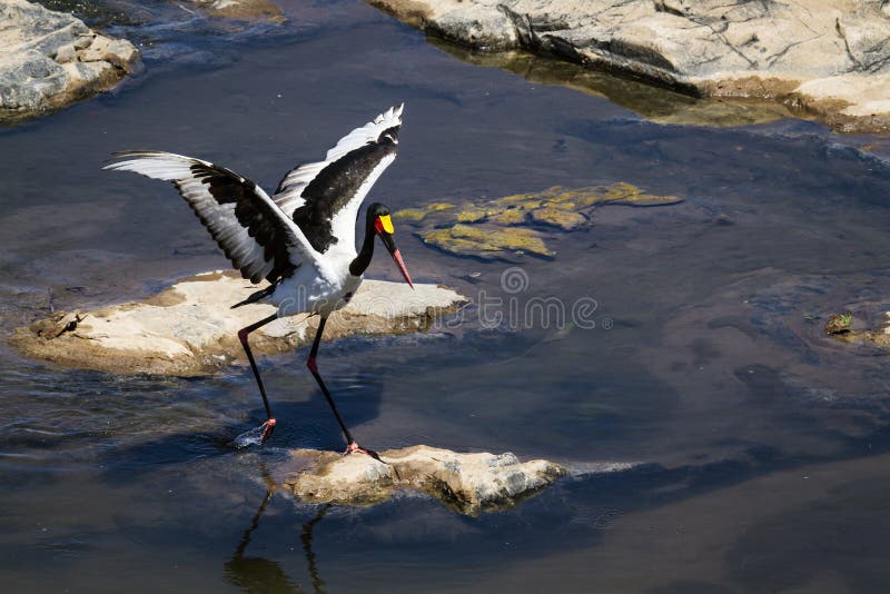 Specie Ephippiorhynchus senegalensis family of Ciconiidae, Saddle-billed stork in Kruger National park