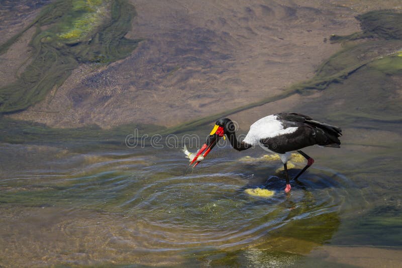 Specie Ephippiorhynchus senegalensis family of Ciconiidae, Saddle-billed stork in Kruger National park