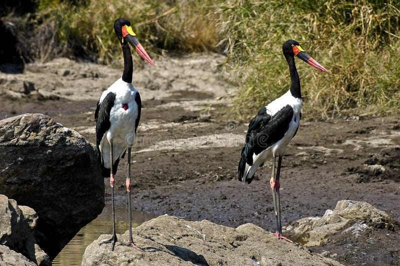 A pair of Saddle billed storks. The Saddle-billed Stork (Ephippiorhynchus senegalensis) is a large wading bird in the stork family, Ciconiidae. It is a widespread species which is a resident breeder in sub-Saharan Africa from Sudan, Ethiopia and Kenya south to South Africa, and in The Gambia, Senegal, Côte d'Ivoire and Chad in west Africa.
