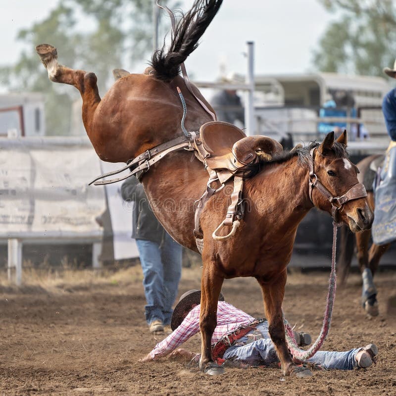 Cowboy riding a bucking bronc at a country rodeo Australia, falls off onto the ground. Cowboy riding a bucking bronc at a country rodeo Australia, falls off onto the ground