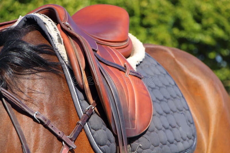 Saddle on a horse stock image. Image of strap, harness 99712907