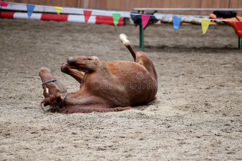 Saddle horse lay on back and having fun to roll in sand in an empty riding hall