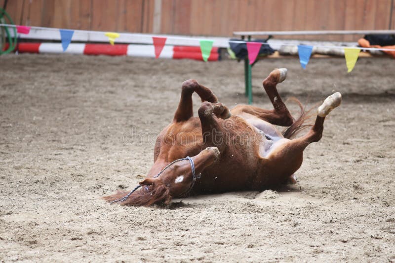 Saddle horse lay on back and having fun to roll in sand in an empty riding hall