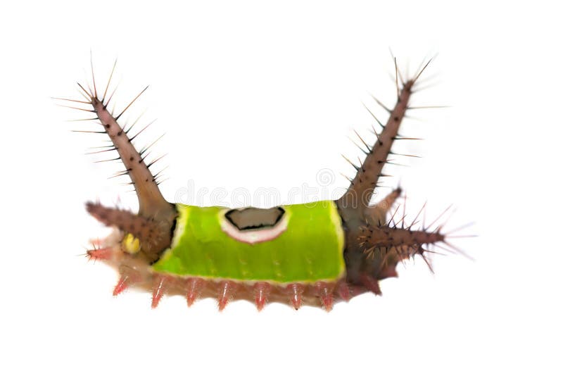 Saddleback caterpillar