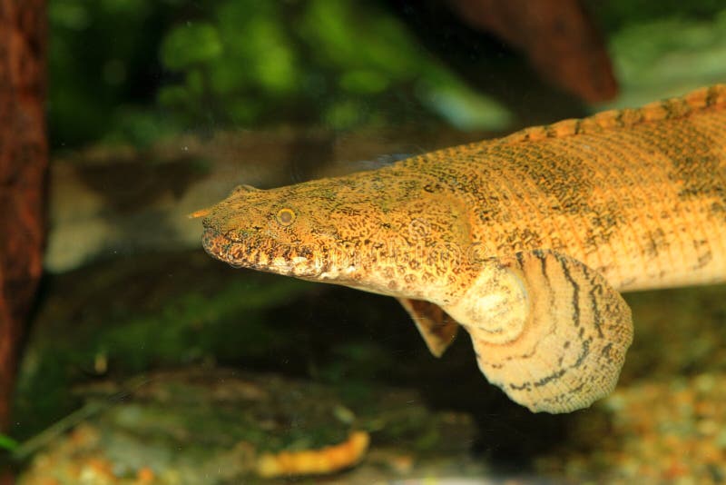 Saddled bichir stock photo. Image of ancient, water, wildlife 41166392